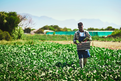 Full length shot of a young farmer walking and carrying a crate full of fresh produce at his farm