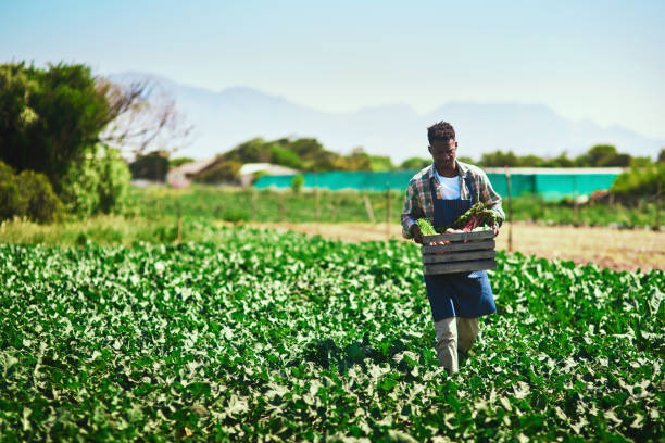 você colhe o que semeia na vida - farm farmer vegetable field - fotografias e filmes do acervo