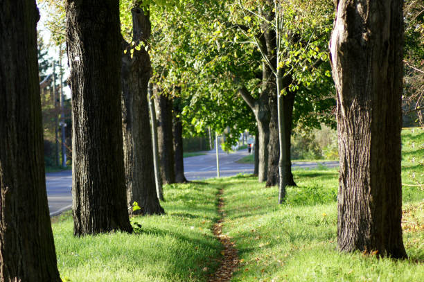 istock Narrow path between a series of trees 1187394739