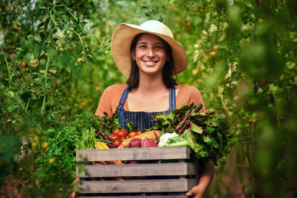 harvesting season is in full swing - beet vegetable box crate imagens e fotografias de stock