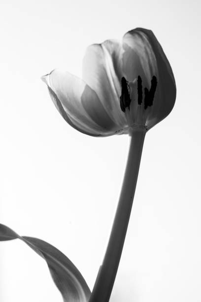 istock tulip flower in black and white 1187396265