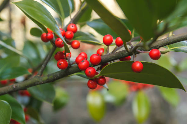 istock Ilex with red fruits 1187396289
