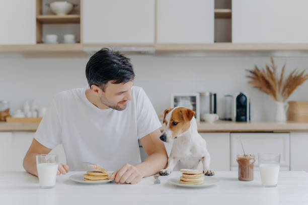 bild von brunet unrasierten europäischen mann verbringt freizeit zusammen mit ahnentafel hund, essen pfannkuchen in der küche, genießt süße dessert, lässig gekleidet. frühstück, familie, tiere und esskonzept - eierkuchen speise stock-fotos und bilder