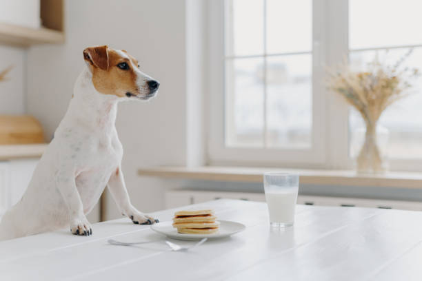 istock White and brown jack russell terrier keeps paws on white table, wants to eat pancakes, being hungry, poses at kitchen. Pet scrounges dessert. Animals, eating concept 1187397537