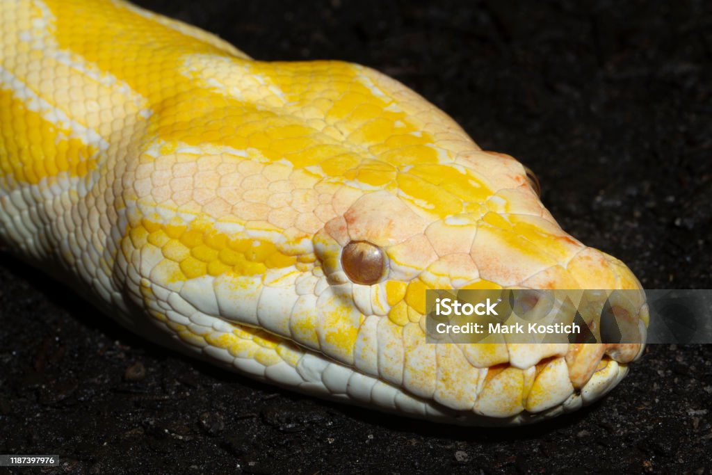 Albino Burma Python Closeup Foto Stok - Unduh Gambar Sekarang - Sanca ...