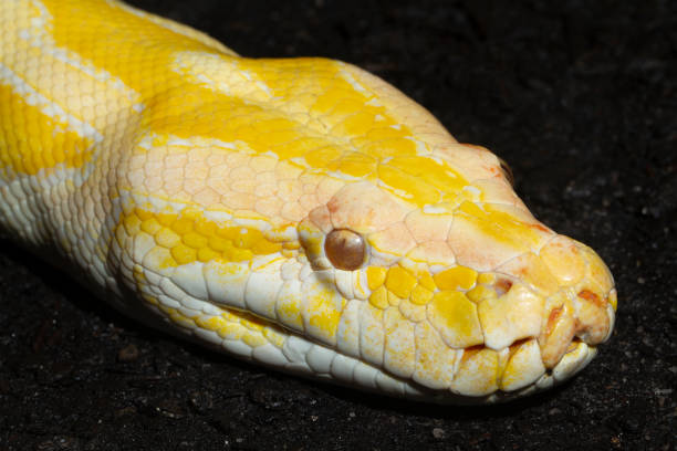 Burma's Holy Python 400+ Yellow Burmese Python Foto Stok, Potret, & Gambar Bebas Royalti ...