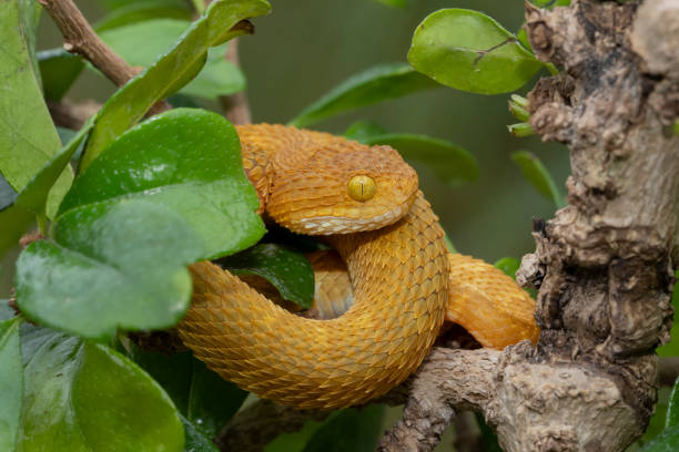 istock Colorful Bush Viper Snake in Tree 1187400544