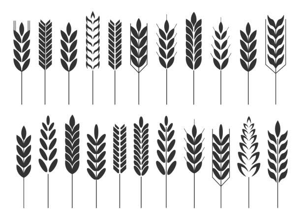 Cereal grain spikes icon shape set. Agriculture food logo symbol. Vector illustration image. Isolated on white background. Oat, whey, barley, rye. Cereal grain spikes icon shape set. Agriculture food logo symbol. Vector illustration image. Isolated on white background. Oat, whey, barley, rye. flour label designs stock illustrations