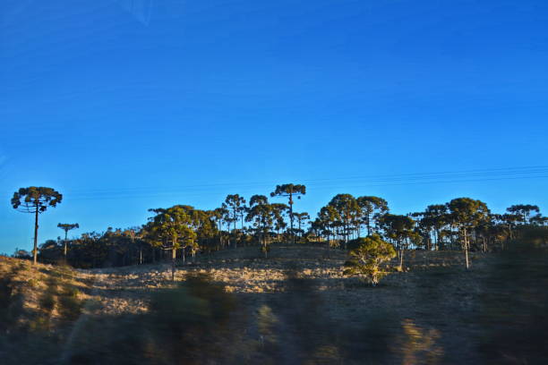 istock Santa Catarina landscapes 1187400942