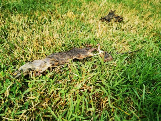 istock Dead rotten rat died on the green grass grass ground 1187400985