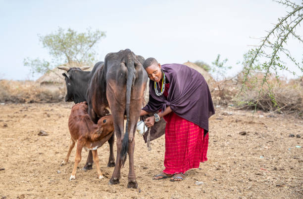 young maasai woman milking her cow stock photo