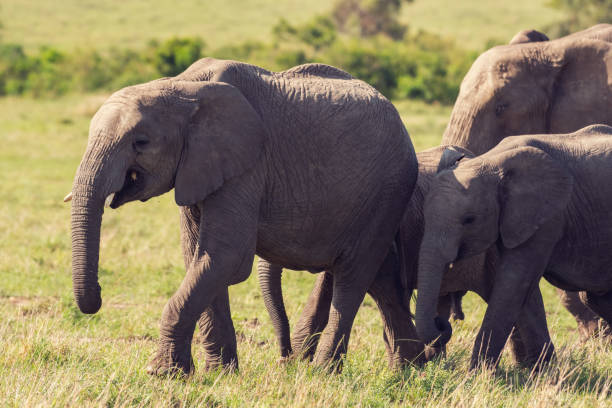 istock African elephants in the wild in Masai Mara 1187402061
