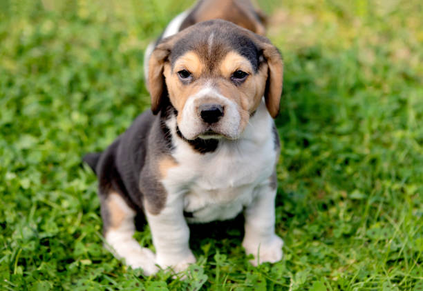 istock Beautiful beagle puppy on the green grass 1187402083