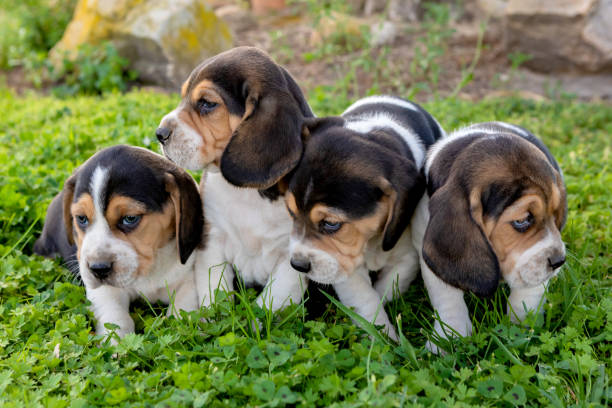 istock Four beautiful puppies on the grass 1187402123