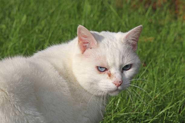istock The cat with blue eyes 05. 1187402810