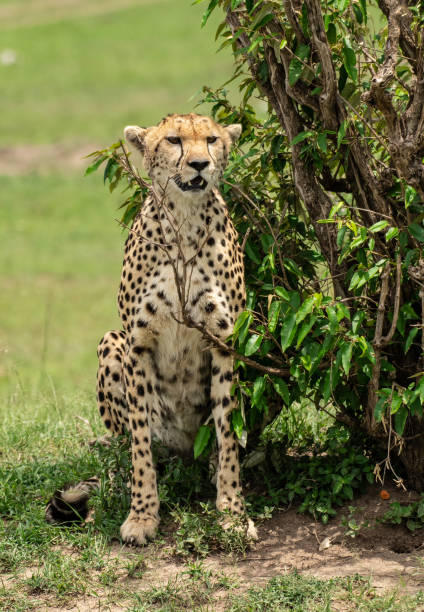 istock Cheetah in Masai Mara Africa 1187402882
