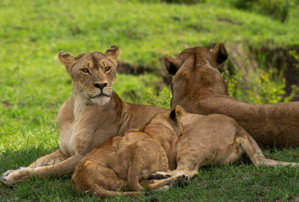 istock Lioness feeding her cubs in Masai Mara 1187402956