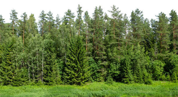 istock Summer green forest on the horizon with grass is isolated. 1187403074