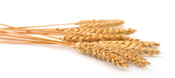 istock Bunch of ripe wheat ears. 1187403103