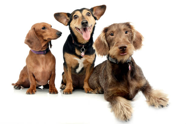 istock Studio shot of two adorable Dachshund and a mixed breed dog 1187403206