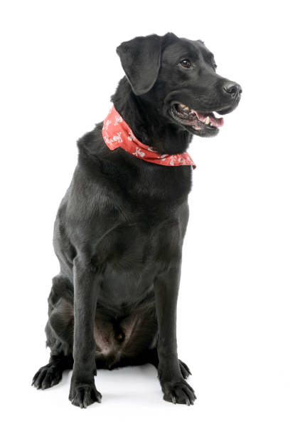istock Studio shot of an adorable mixed breed dog 1187403222