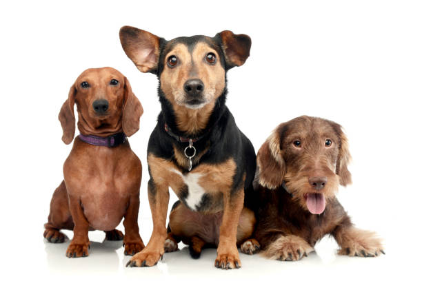 Studio shot of two adorable Dachshund and a mixed breed dog Studio shot of two adorable Dachshund and a mixed breed dog sitting on white background. three animals stock pictures, royalty-free photos & images
