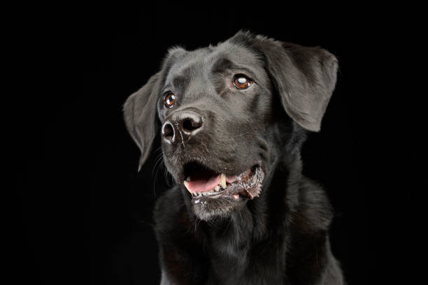 istock Portrait of an adorable mixed breed dog 1187403237