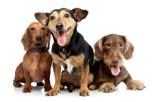 istock Studio shot of two adorable Dachshund and a mixed breed dog 1187403238
