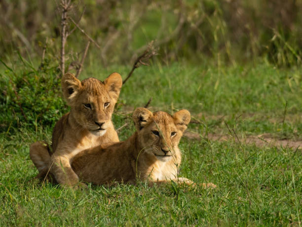 istock Lion cubs playing in Masai Mara 1187403293