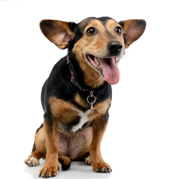 istock Studio shot of an adorable mixed breed dog 1187403300