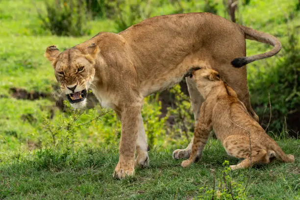 Lioness feeding her cubs in Masai Mara