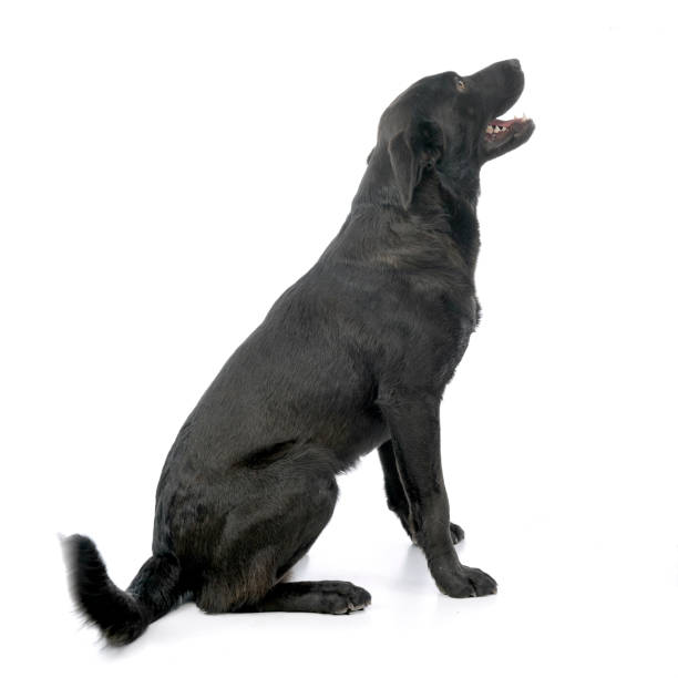 istock Studio shot of an adorable mixed breed dog 1187403321