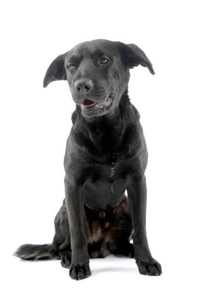 istock Studio shot of an adorable mixed breed dog 1187403344
