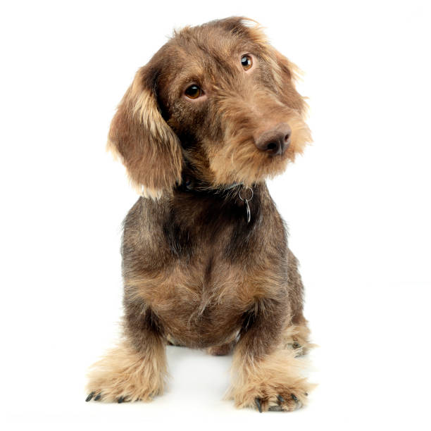 istock Studio shot of an adorable wire haired Dachshund 1187403354