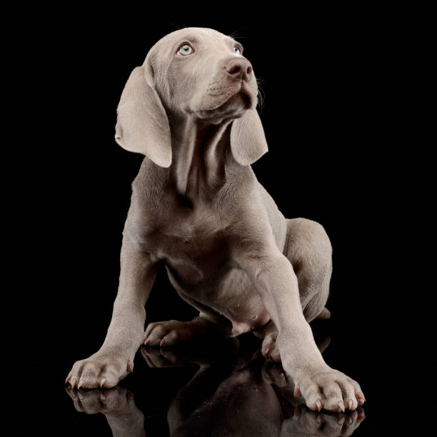 Studio shot of a cute Weimaraner puppy