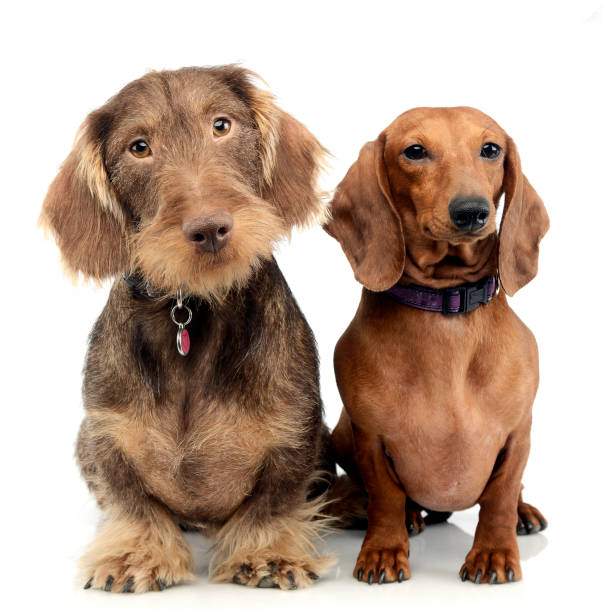 istock Studio shot of two adorable Dachshund dog 1187403365