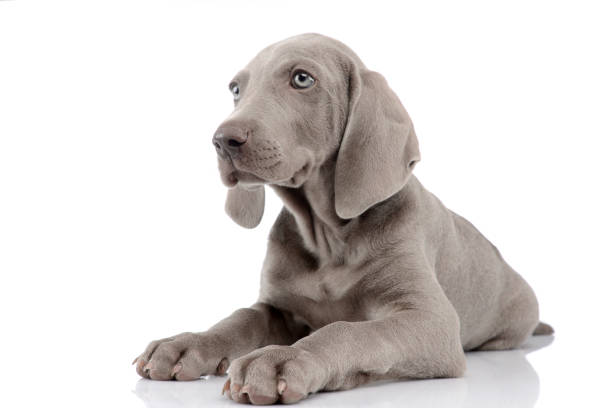 istock Studio shot of a cute Weimaraner puppy 1187403368