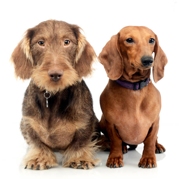 istock Studio shot of two adorable Dachshund dog 1187403384