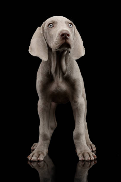 istock Studio shot of a cute Weimaraner puppy 1187403385