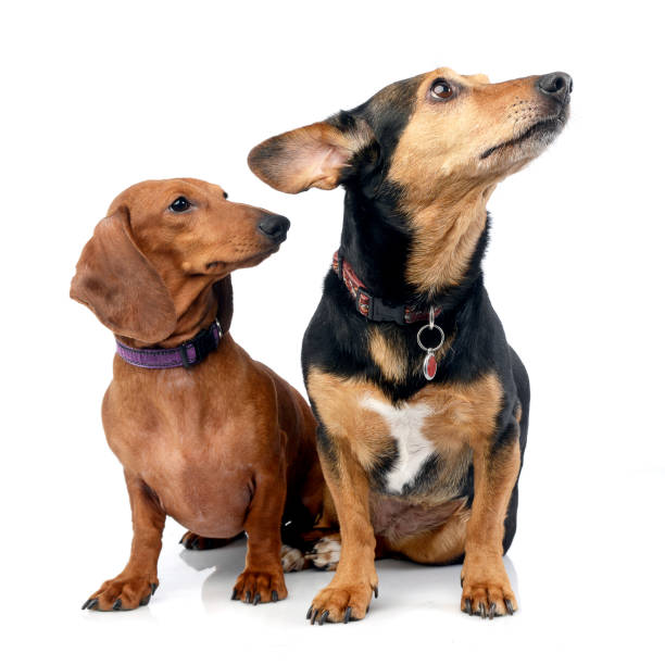 istock Studio shot of an adorable Dachshund with a mixed breed dog 1187403399