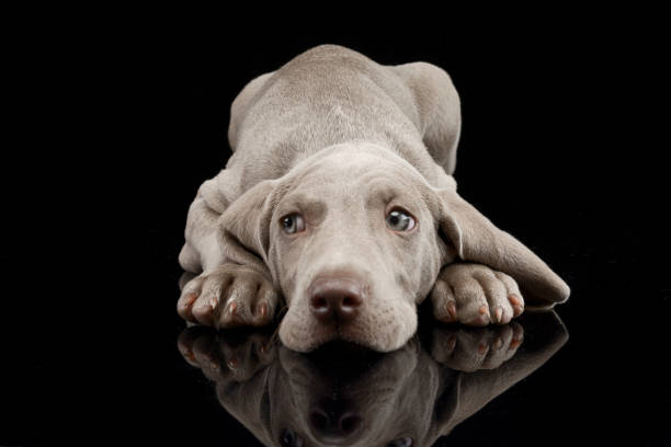 Portrait of a Weimaraner - Dog.See my Dog Portrait Lightbox here:
