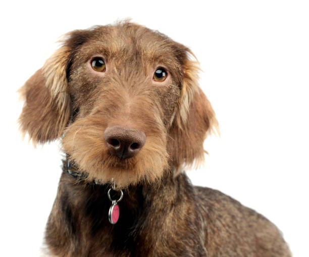 Portrait of an adorable wire haired Dachshund Portrait of an adorable wire haired Dachshund, studio shot, isolated on white. wire haired stock pictures, royalty-free photos & images