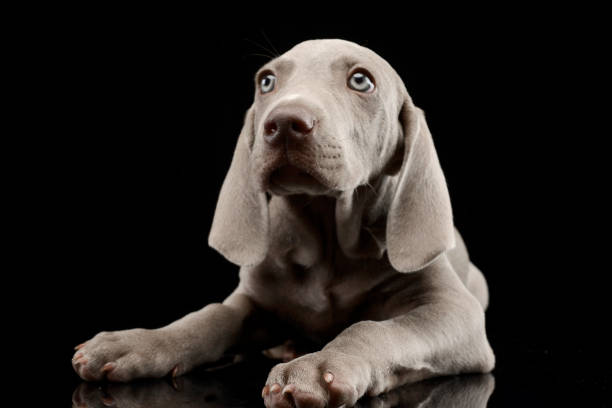 istock Studio shot of a cute Weimaraner puppy 1187403442