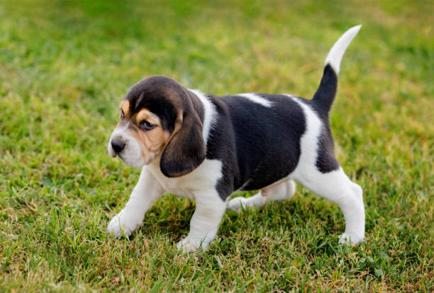 istock Beautiful beagle puppy on the green grass 1187403546