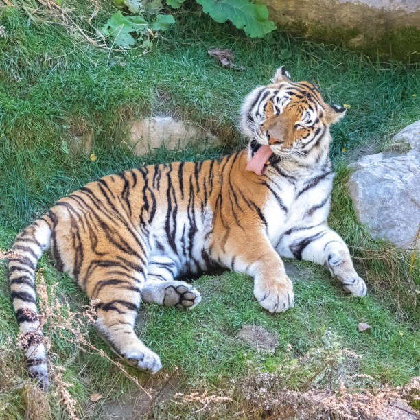 istock tiger, Panthera tigris, portrait 1187405803