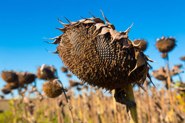 istock Image of fields of sunflowers 1187406593