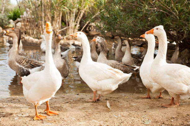 istock Domestic geese on pond 1187406662