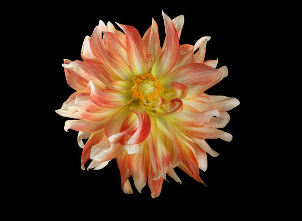 istock Flower on a black background. Closeup. Nature. 1187406670