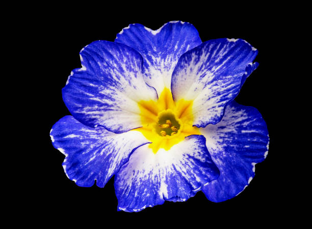 istock Flower on a black background. Closeup. Nature. 1187406671