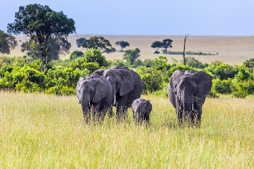 Elephant family with cubs on a walk. The famous Masai Mara Reserve in Kenya. Afrika. Elephants are the largest land mammals. The concept of ecological, exotic, extreme and photo tourism